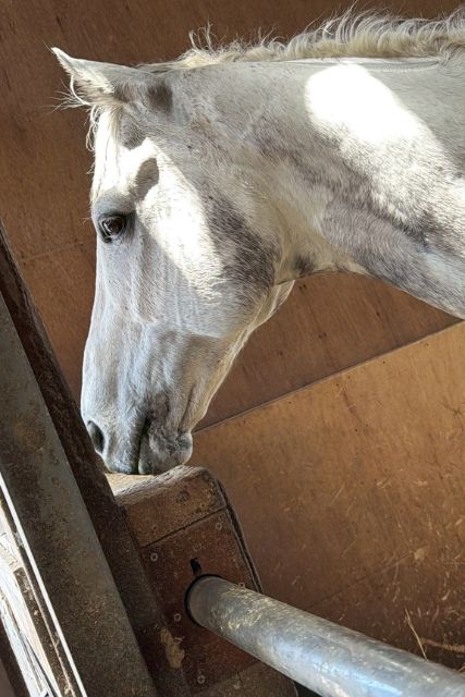 【乗馬クラブで知った、馬の意外な豆知識🐴】スタッフブログを更新しました！